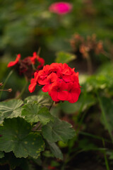 flower pelargonium hortorum red in the garden