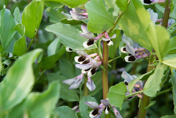 Fototapeta premium Close up of broad bean flower plant.