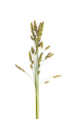 meadow grass isolated
