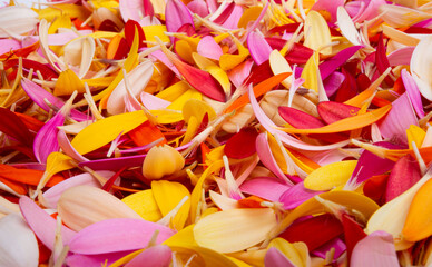 Obraz na płótnie Canvas background of petals of colored gerberas