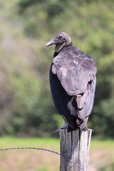 Black Vulture Standing on Wooden Fence Post