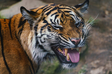 Front view of Sumatran tiger. Portrait of Sumatran tiger (Panthera tigris sumatrae)