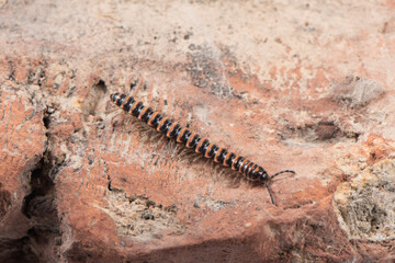 a wildlife millipede on ground