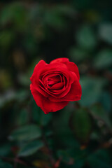 red rose in garden background