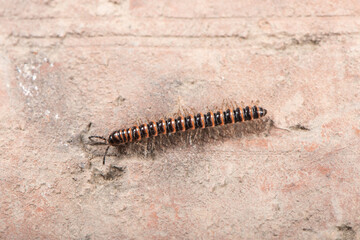 a wildlife millipede on ground