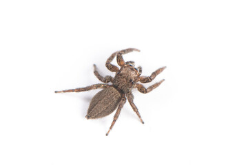 jumping spider isolated on white background.