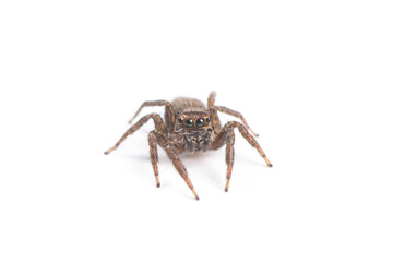 jumping spider isolated on white background.