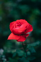 red rose in garden background
