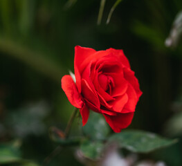red rose in garden background