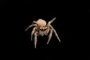 jumping spider isolated on black background.