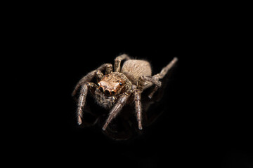 jumping spider isolated on black background.
