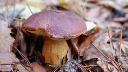 Mushrooms in the forest. Edible mushroom in a pine forest. Close-up photo. Whild Mushrooms outdoors in the forest in autumn