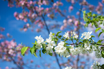 bloom