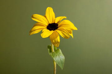 Colorful yellow flower still life in retro style on green background. Floral element ,nature background.