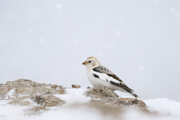 Snow bunting (Plectrophenax nivalis) sitting on a snowy pile of dirt.