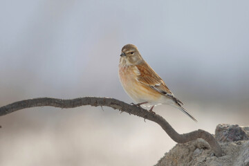 Common linnet (Linaria cannabina) sitting on a stick in early spring.