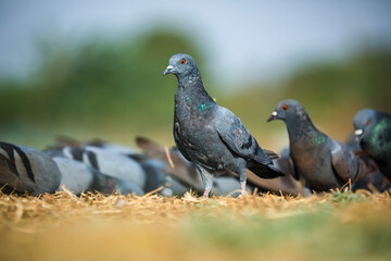 pigeon on the ground, Rock dove, Rock pigeon.