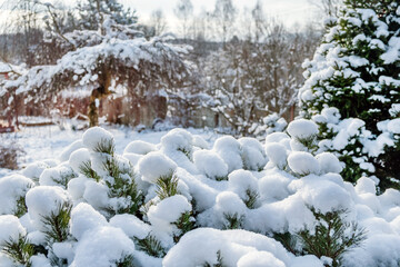 Beautiful winter landscape with evergreen conifers and frost-covered green trees in a tranquil garden.