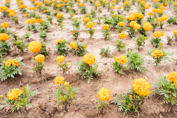 Damasquina flower yellow plant nature