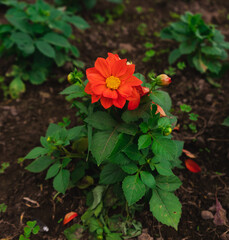 dahlia orange and yellow flower