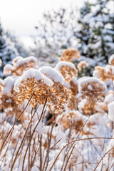 Beautiful winter landscape with evergreen conifers and frost-covered green trees in a tranquil...