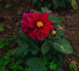 dahlia red and yellow flower
