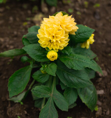 dahlia yellow flower plant nature