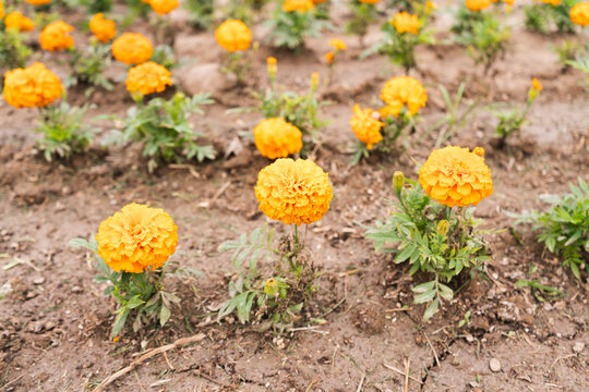 Damasquina Flower Yellow Plant Nature