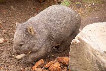 common wombat