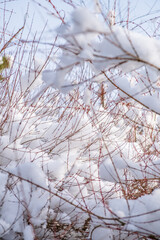 Beautiful winter landscape with evergreen conifers and frost-covered green trees in a tranquil garden.