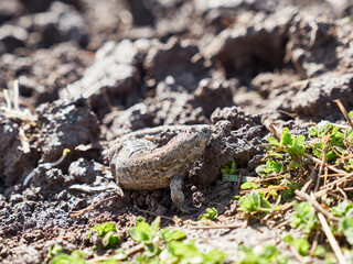 The lizard was injured during agricultural tillage.