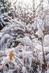Beautiful winter landscape with evergreen conifers and frost-covered green trees in a tranquil garden.