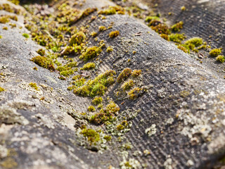 Moss plants are formed on the roof of the building.