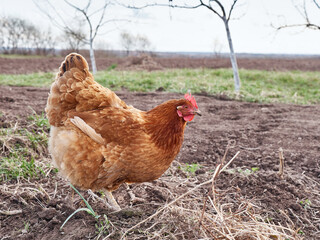 The chicken feeds on worms on freshly plowed land.