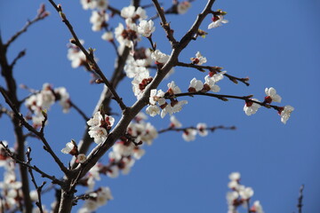 blossom in spring