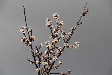 branch of a willow
