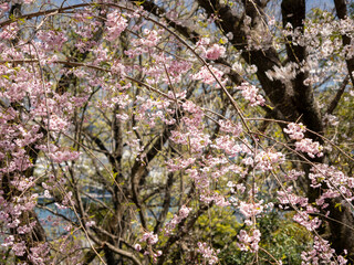 さくらと空の素材