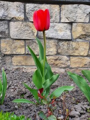 red tulips on wooden background