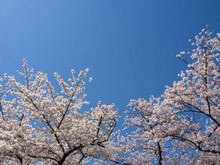 さくらと空の素材