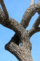Trunk of a fifty-year-old Salix babylonica tree. Branches of Salix babylonica tree and blue sky.