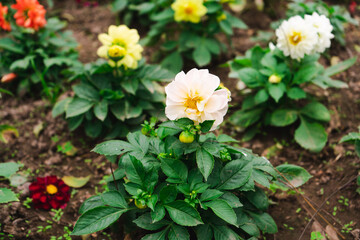 dahlia white and yellow flower plant nature