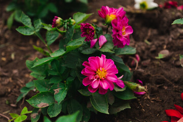 dahlia pink flower plant nature