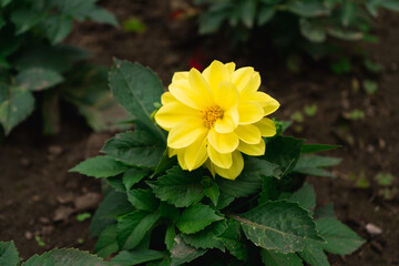 dahlia yellow flower plant nature
