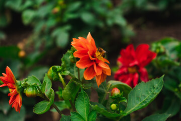 dahlia orange flower plant nature