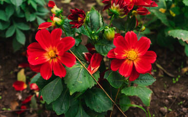 dahlia red and yellow flower plant nature