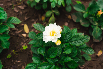 dahlia white and yellow flower plant nature