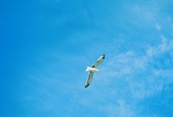 bird flying in the sky