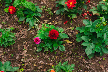 dahlia red and pink flower plant nature