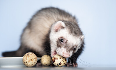 Fototapeta na wymiar A domestic ferret eats a quail egg. With porcelain dishes. Animal color - standard.