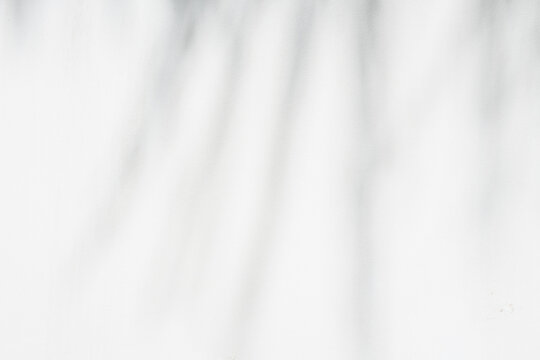 Gray background with palm tree leaves shadows silhouette.